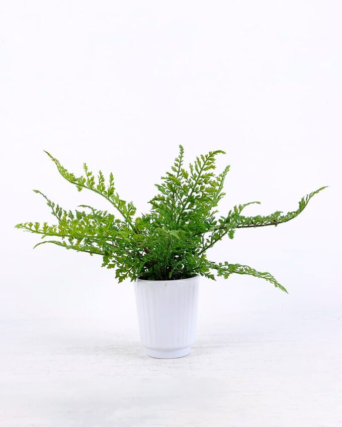 Artificial Plant 37*37*30cm Plastic Fern in Ceramic pot GS-03320125