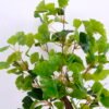 Artificial Tree 43*42*68cm Ginkgo tree in plastic pot/lvs153 GS-30420028