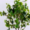 Artificial Tree 75*72*121cm Ginkgo tree in plastic pot/lvs399 GS-30420029