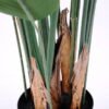 Artificial Tree H 120CM Bird Of Paradise LVS16 GS-48520032_6 Artificial Tree H:120CM Bird Of Paradise/LVS16 GS-48520032