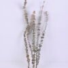 Dried Flowers 15*58CM Eucalyptus(30-35g/bouquet, H:50-60cm) GS-56620065