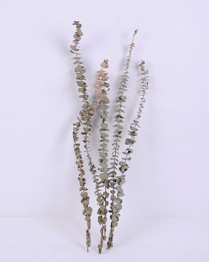 Dried Flowers 15*58CM Eucalyptus(30-35g/bouquet, H:50-60cm) GS-56620065