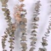 Dried Flowers 15*58CM Eucalyptus(30-35g/bouquet, H:50-60cm) GS-56620065