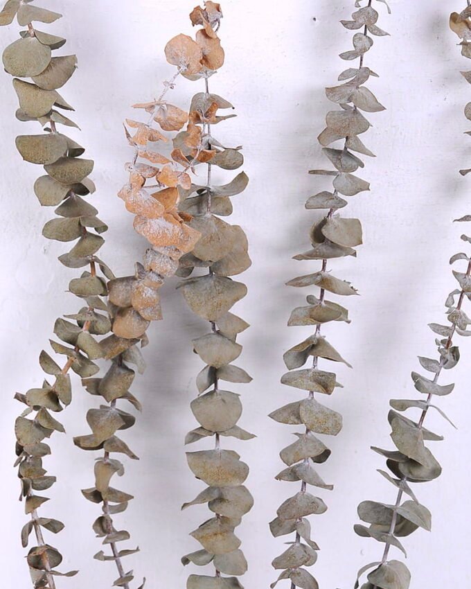 Dried Flowers 15*58CM Eucalyptus(30-35g/bouquet, H:50-60cm) GS-56620065