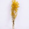 Dried Flowers 17*62cm Preserved Gypsophila Bouquet GS-56620032-Y1