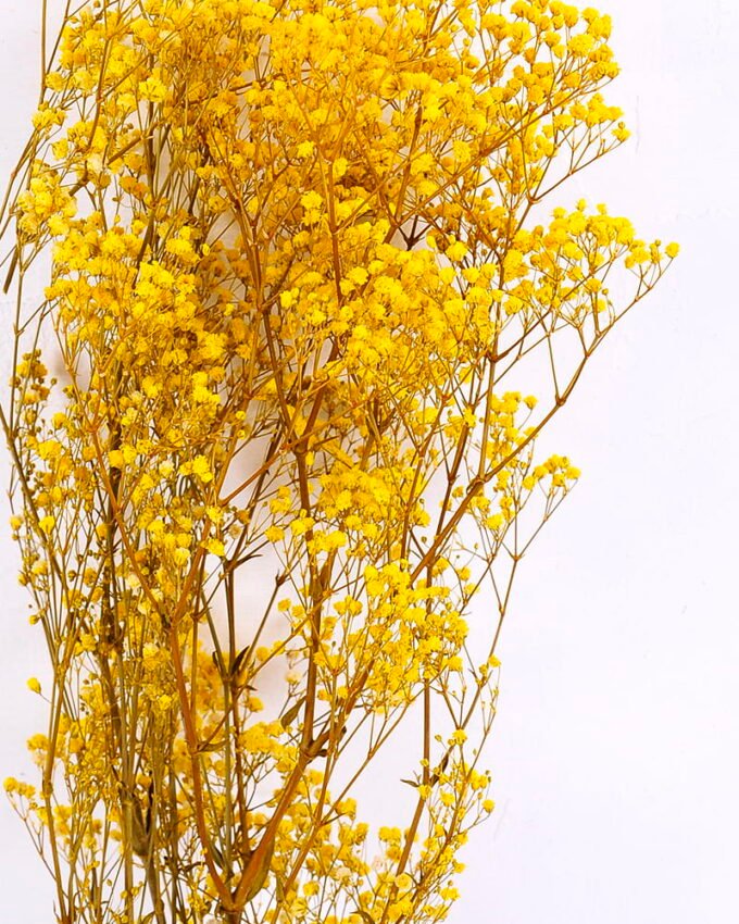 Dried Flowers 17*62cm Preserved Gypsophila Bouquet GS-56620032-Y1