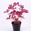 Artificial Plant 23 23 28cm Clover in Plastic GS-03320146P0P24_2 Artificial Plant 23*23*28cm Clover in Plastic GS-03320146P0P24