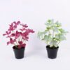 Artificial Plant 23 23 28cm Clover in Plastic GS-03320146P0P24_6 Artificial Plant 23*23*28cm Clover in Plastic GS-03320146P0P24
