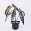 Artificial Plant 34*34*39cm Leaves in Plastic pot GS-03320135