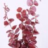 Artificial Plant Eucalyptus in ceramic pot GS-17720004_6 Artificial Plant Eucalyptus in ceramic pot GS-17720004