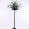 Artificial Tree 93*91*177cm Potted Tree GS-61120005