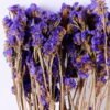 Dried Flowers 10 59cm Nature myosotis sylvatica 70g bag GS-56620076JJA-Z2_6 Dried Flowers 10*59cm Nature myosotis sylvatica,70g/bag GS-56620076JJA-Z2