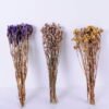 Dried Flowers 10*59cm Nature myosotis sylvatica,70g/bag GS-56620076JJA