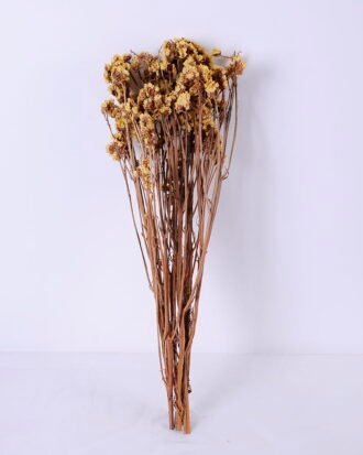 Dried Flowers 10*59cm Nature myosotis sylvatica,70g/bag GS-56620076JJA