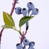 Artificial Branch fruit 18*73 Berry spray*5 GS-60920032-B1
