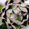Artificial Flower 21*61CM Bromeliads GS-59020030-K1