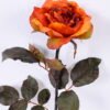 Artificial Flower 18*65CM Burning Rose GS-25820018
