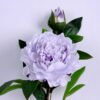 Artificial Flower 22*81CM Singel Peony*2 GS-39120021-Z1