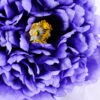 Artificial Flower 23*78CM Singel Peony GS-12820008-B1