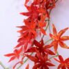 Artificial Plant 180CM maple leaf Preliminary GS-29820021-R1