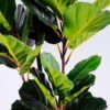 Artificial Plant 66*54*138CM Ficus in plastic pot/lvs56 GS-48520129