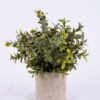 Artificial Plant 18*18*22cm Grass In Paper Pot GS-38920015