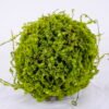 Artificial Plant 14*13*13CM Grass ball GS-61320017