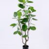 Artificial Plant 50*42*104CM Polyscias balfouriana/lvs110 GS-48520123
