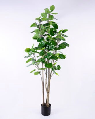 Artificial Plant 81*77*184CM Polyscias balfouriana/lvs137 GS-48520144