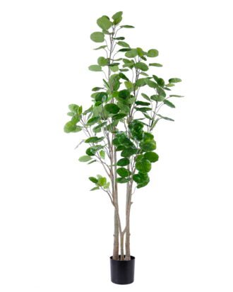 Artificial Plant 89*89*203CM Polyscias balfouriana/lvs163 GS-48520145