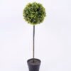 Artificial Plant 17*60CM Singel ball topiary in pot GS-3300049R