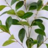 Artificial Plant 28*93cm Sweet bean leaf*6 GS-49820002