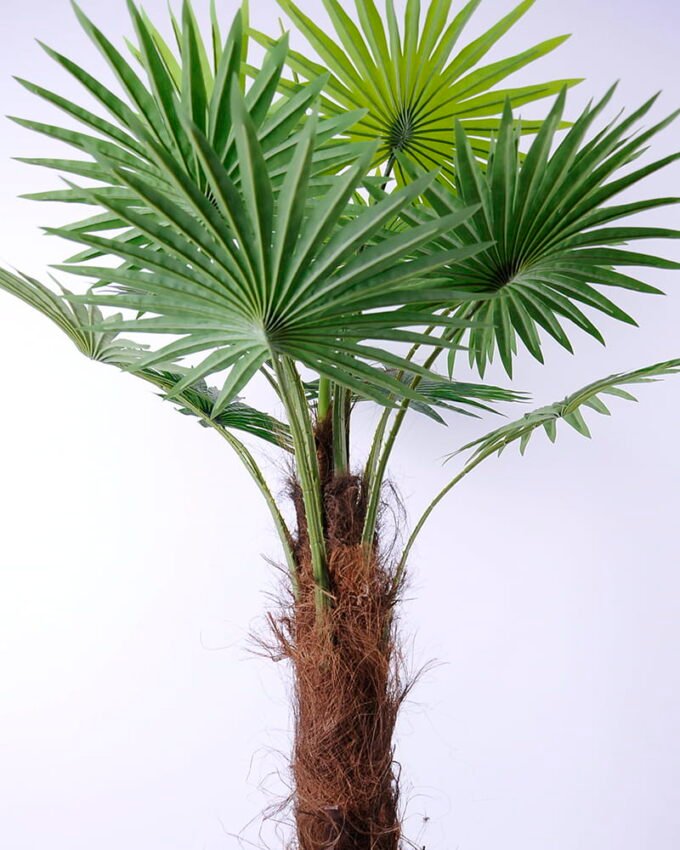 Artificial Tree H:130CM Livistona chinensis in plastic pot/lvs12 GS-48520072