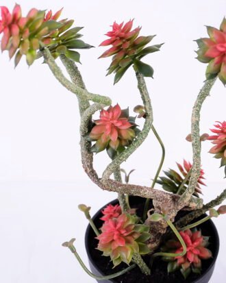 Artificial succulent 18*15*39CM Succulent plants in plastic pot GS-51720214