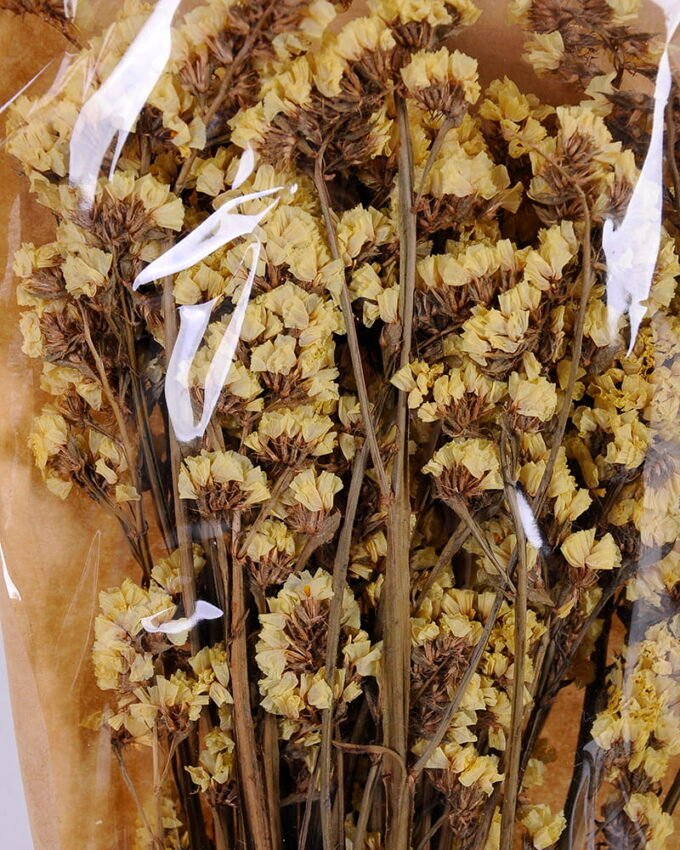 Dried Flowers 10*59cm Nature myosotis sylvatica,70g/bag GS-56620076P0P12JJA