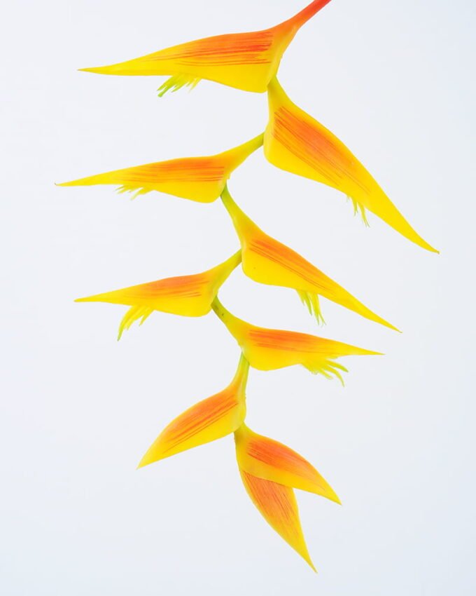 Artificial Flower 96CM Bird of paradise GS-41520033-Y1_5 Artificial Flower 96CM Bird of paradise GS-41520033-Y1 Single Flowers YeahFlower is one of Chinese leading OEM manufacturers and exporters , supplying the silk flowers, wholesale artificial trees