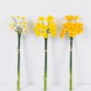 Artificial Flower Daffodil Bouquet 3 GS-41520027-Y1_1 Artificial Flower 14*50cm Daffodil Bouquet*3 GS-41520027-Y1 Single Flowers YeahFlower is one of Chinese leading OEM manufacturers and exporters , supplying the silk flowers, wholesale artificial trees