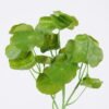 Artificial Flower 16*42CM Hydrocotyle verticillata GS-53620028 Single Flowers YeahFlower is one of Chinese leading OEM manufacturers and exporters , supplying the silk flowers, wholesale artificial trees