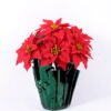 Artificial Flower 34*34*37cm Poinsettia in OPP wrapped GS-61420002 Christmas Item YeahFlower is one of Chinese leading OEM manufacturers and exporters , supplying the silk flowers, wholesale artificial trees