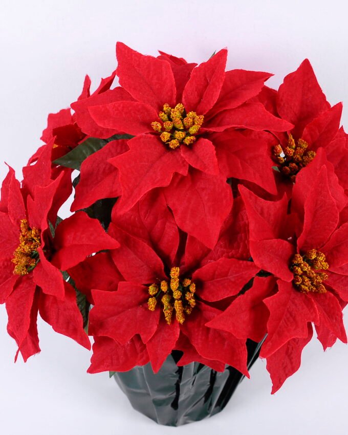 Artificial Flower 34*34*37cm Poinsettia in OPP wrapped GS-61420002 Christmas Item YeahFlower is one of Chinese leading OEM manufacturers and exporters , supplying the silk flowers, wholesale artificial trees
