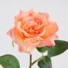 Artificial Flower 14*43CM Rose*1 GS-53620038-P2 Single Flowers YeahFlower is one of Chinese leading OEM manufacturers and exporters , supplying the silk flowers, wholesale artificial trees
