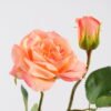 Artificial Flower 18*46CM Rose spray*2 GS-53620037-P1 Single Flowers YeahFlower is one of Chinese leading OEM manufacturers and exporters , supplying the silk flowers, wholesale artificial trees