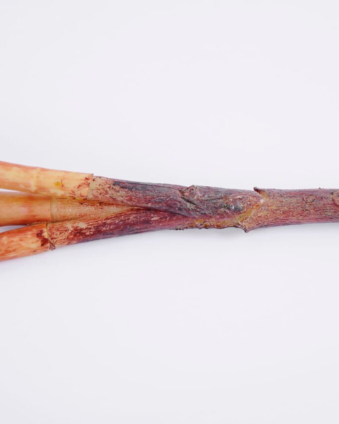 Artificial Plant Common callalily leaves*3 GDP-20-113 Leaves&Sprays&Foliages YeahFlower is one of Chinese leading OEM manufacturers and exporters , supplying the silk flowers, wholesale artificial trees