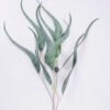Artificial Plant 12*82cm Eucalyptus Leaves GS-41520013 Leaves&Sprays&Foliages YeahFlower is one of Chinese leading OEM manufacturers and exporters , supplying the silk flowers, wholesale artificial trees