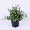 Artificial Plant 20*20*23cm Grass in pp pot GS-06920080 Potted Flowers&Plants YeahFlower is one of Chinese leading OEM manufacturers and exporters , supplying the silk flowers, wholesale artificial trees