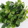 Artificial Plant 31*33*41CM Green Polyscias Bush GS-51119001-G1 Leaves&Sprays&Foliages YeahFlower is one of Chinese leading OEM manufacturers and exporters , supplying the silk flowers, wholesale artificial trees