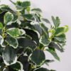 Artificial Plant Green Polyscias Bush GS-51119001-G2_5 Artificial Plant 31*33*41CM Green Polyscias Bush GS-51119001-G2 Leaves&Sprays&Foliages YeahFlower is one of Chinese leading OEM manufacturers and exporters , supplying the silk flowers, wholesale artificial trees