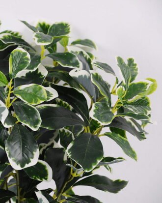 Artificial Plant 31*33*41CM Green Polyscias Bush GS-51119001-G2 Leaves&Sprays&Foliages YeahFlower is one of Chinese leading OEM manufacturers and exporters , supplying the silk flowers, wholesale artificial trees Artificial Plant 31*33*41CM Green Polyscias Bush GS-51119001-G2 Leaves&Sprays&Foliages YeahFlower is one of Chinese leading OEM manufacturers and exporters , supplying the silk flowers, wholesale artificial trees