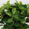 Artificial Plant Green Polyscias Bush GS-51119003_7 Artificial Plant 35*35*41CM Green Polyscias Bush GS-51119003 Leaves&Sprays&Foliages YeahFlower is one of Chinese leading OEM manufacturers and exporters , supplying the silk flowers, wholesale artificial trees