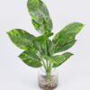 Artificial Plant 32*40cm Leaves in glass ware GS-06921018 Leaves&Sprays&Foliages YeahFlower is one of Chinese leading OEM manufacturers and exporters , supplying the silk flowers, wholesale artificial trees